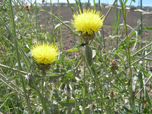 Cirsium arvense & Centaurea gialla